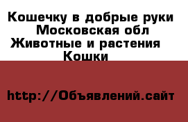 Кошечку в добрые руки - Московская обл. Животные и растения » Кошки   